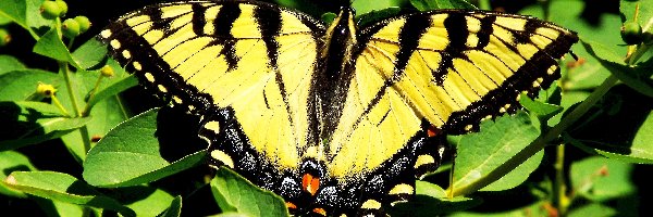 Żeglarz, Paź, Motyl