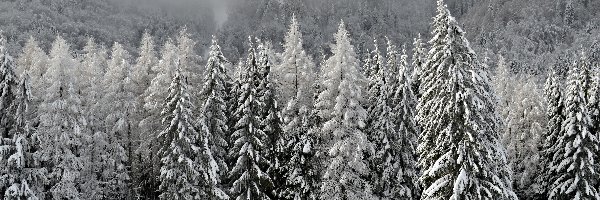 Las, Mgła, Ogrodzenie, Zima