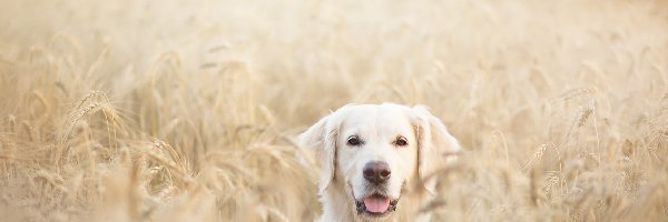 Zboże, Retriever, Pole, Lato, Golden, Pies