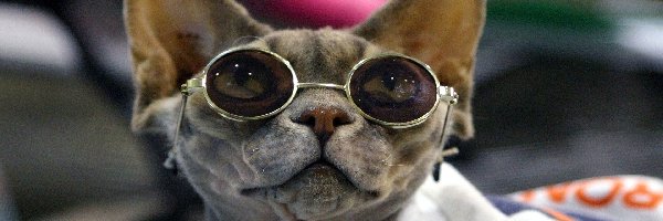 Kot, Okulary, Śmieszne