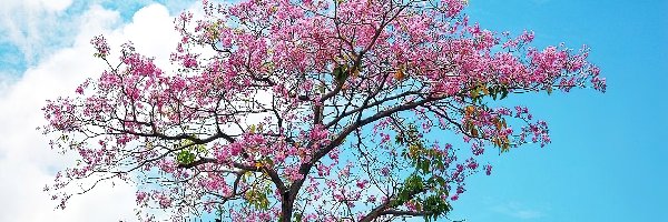 Drzewo, Kwitnące, Obłoki