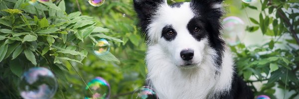 Border collie, Zarośla, Bańki, Pies