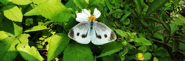 Bielinek, Motyl, Biały