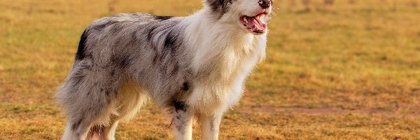 Pole, Border collie