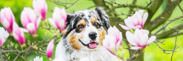 Australian shepherd, Owczarek australijski, Magnolia