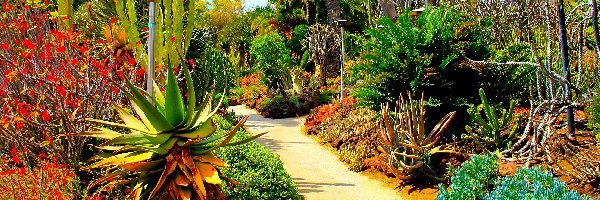 Ogród, San Marino, Botaniczny, USA, Kalifornia