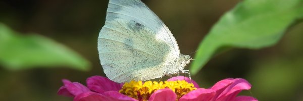 Kwiat, Bielinek, Motyl