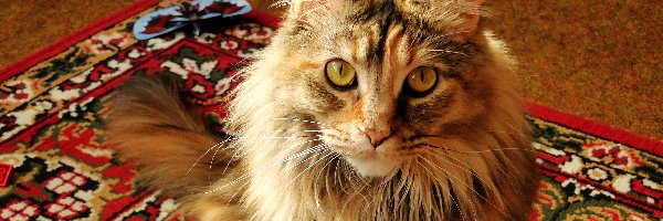 Samica, Maine coon, Kot