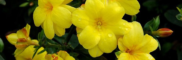 Gałązka, Kwiaty, Żółte, Pąki, Alamanda