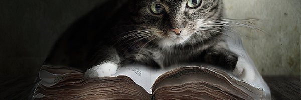 Księga, Gruba, Kot