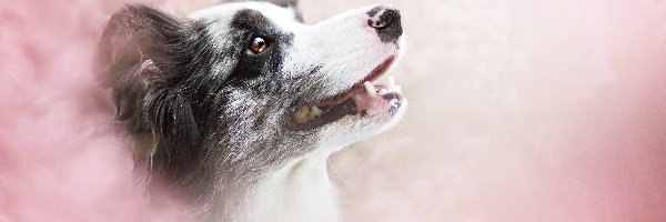 Border collie, Tło, Rozmyte, Portret