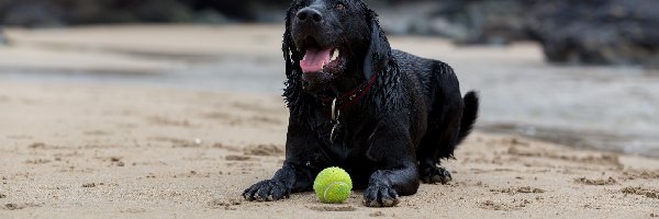 Labrador retriever, Plaża, Piłeczka, Czarny