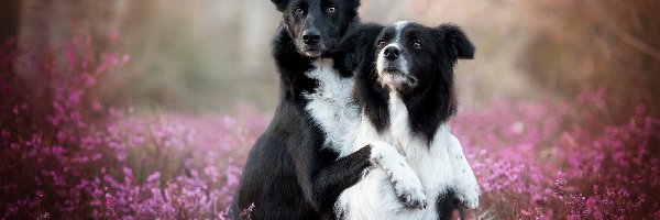 Wrzos, Border collie, Psy