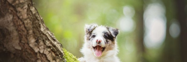 Pies, Border Collie, Szczeniak, Drzewo