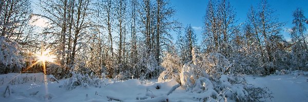 Zima, Śnieg, Promienie słońca, Drzewa, Las