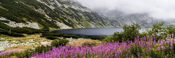 Jezioro, Mgła, Kwiaty, Góry