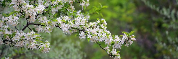 Kwitnące, Drzewo owocowe, Gałazki, Wiosna