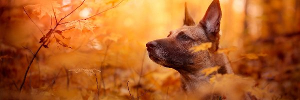 Liście, Owczarek belgijski malinois, Pies