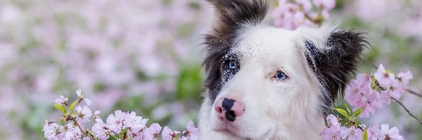 Kwiaty, Gałązki, Border collie