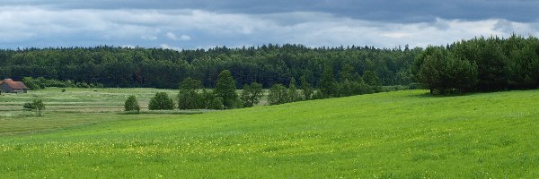 Pole, Pagórki, Las, Łąka