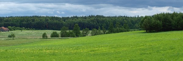 Pole, Pagórki, Las, Łąka