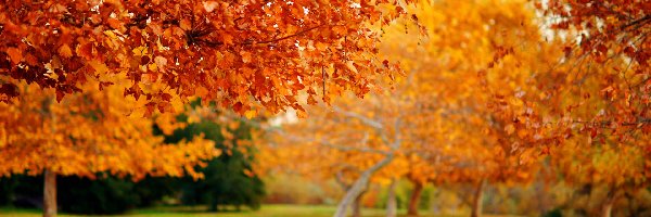 Liście, Jesień, Drzewa