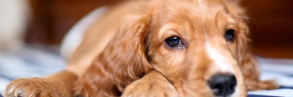 Szczeniak, Spaniel, Cocker