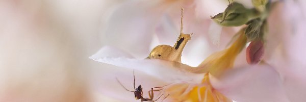 Mrówki, Zbliżenie, Ślimak, Kwiaty