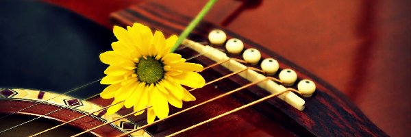 Żółty, Gerbera, Kwiat, Gitara