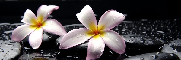 Plumeria, SPA