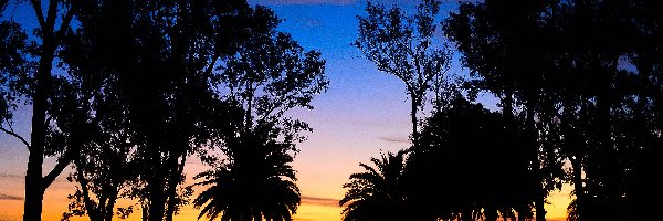 Zachód słońca, Drzewa, Palmy