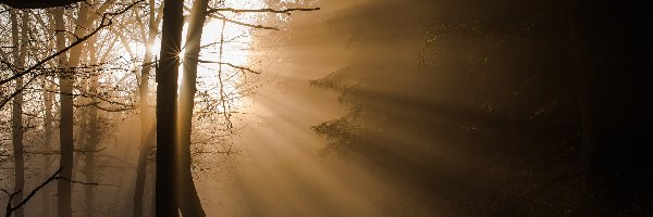 Niemcy, Las, Park Narodowy Eifel, Przebijające Światło, Drzewa