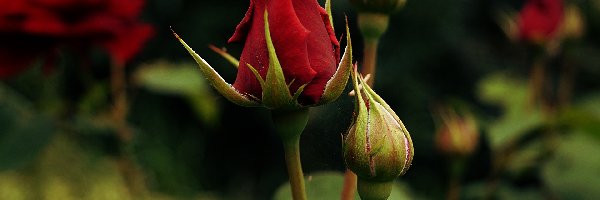 Ogrodowa, Róża, Czerwona