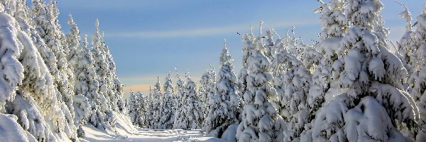 Las, Śnieg, Świerki, Zima