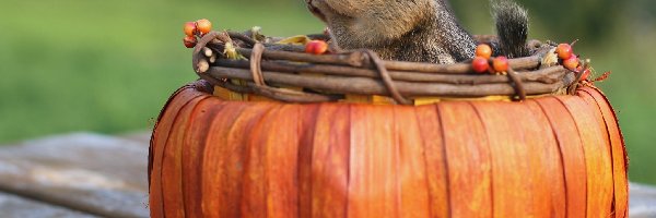 Chipmunk, Wiewiórka