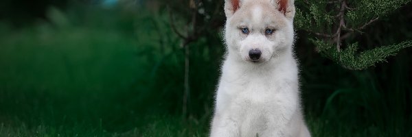 Siberian husky, Krzew, Szczeniak, Pies