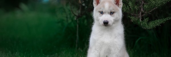 Siberian husky, Krzew, Szczeniak, Pies