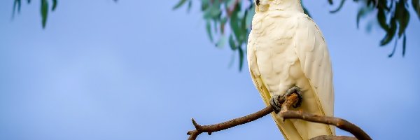 Kakadu, Papuga