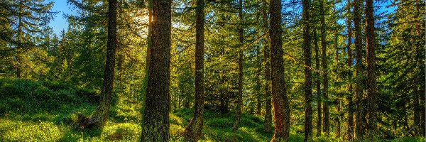 Przebijające światło, Wschód słońca, Las
