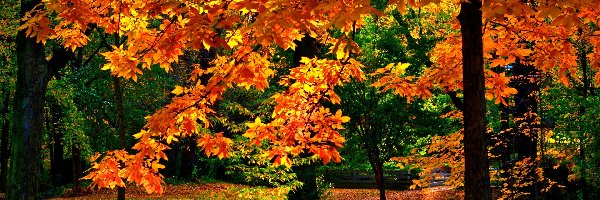 Park, Jesień, Drzewo