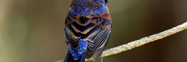 Ptak, Granatowy