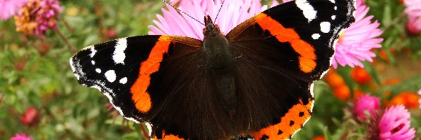 Rusałka admirał, Motyl