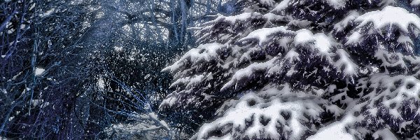 Śnieg, Drzewa, Jodła, Zima