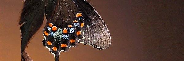 Piórko, Motyl