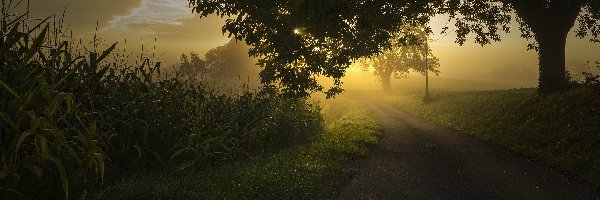 Droga, Mgła, Wschód słońca, Drzewa