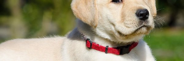 Łąka, Retriever, Labrador