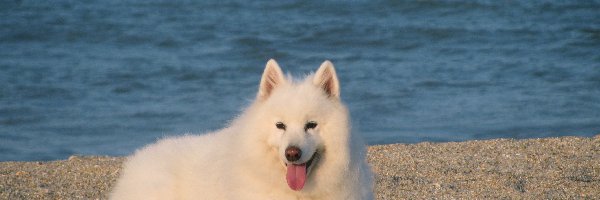 język, woda, niebieska, Samojed