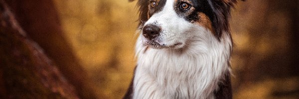 Tło, Rozmyte, Border collie