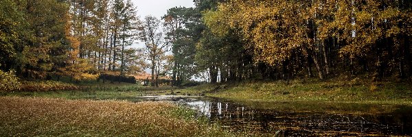 Jezioro, Park, Drzewa, Trawa, Glenridding, Anglia