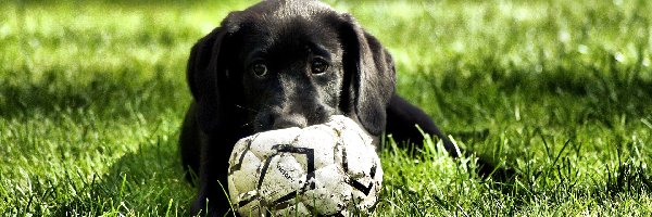 Labrador Retriever, Piłka, Szczeniak, Czarny